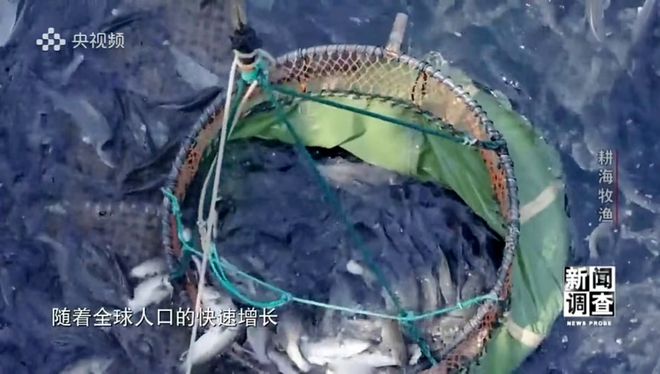 央视《新闻调查》重磅聚焦，湛江水产养殖“游”向深远海