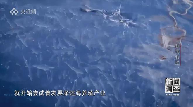 央视《新闻调查》重磅聚焦,湛江水产养殖“游”向深远海