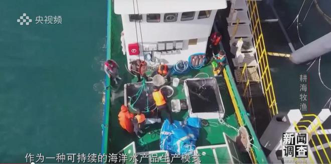 央视《新闻调查》重磅聚焦,湛江水产养殖“游”向深远海