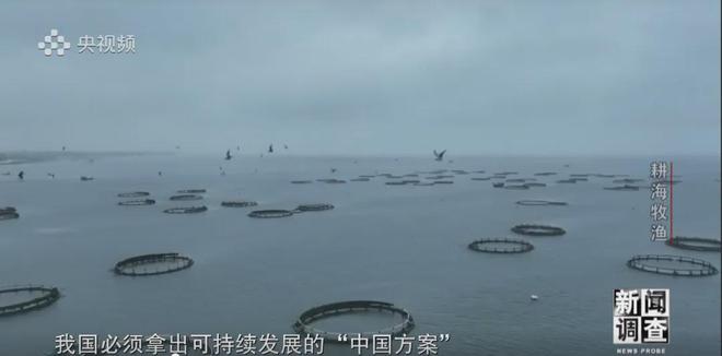 央视《新闻调查》重磅聚焦,湛江水产养殖“游”向深远海