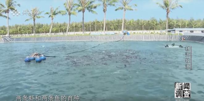 央视《新闻调查》重磅聚焦,湛江水产养殖“游”向深远海