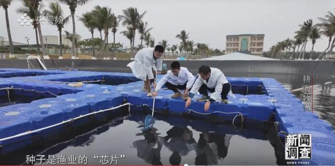 央视《新闻调查》重磅聚焦,湛江水产养殖“游”向深远海