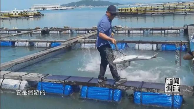 央视《新闻调查》重磅聚焦,湛江水产养殖“游”向深远海