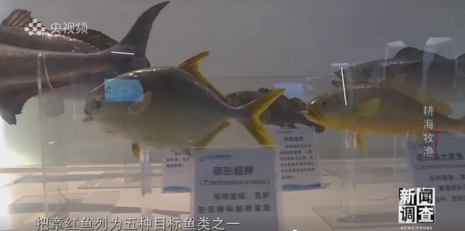 央视《新闻调查》重磅聚焦,湛江水产养殖“游”向深远海