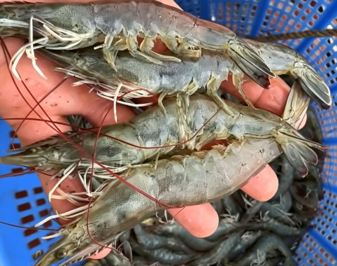 鲜活海虾